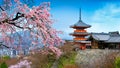 Cherry blossoms and red pagoda in Kyoto, Japan. Royalty Free Stock Photo