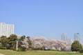 Cherry blossoms at Rinko park and High rise condominium in Yokohama Minatomirai 21 Royalty Free Stock Photo