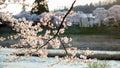 Cherry blossoms by river at sunset Royalty Free Stock Photo