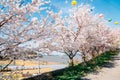 Cherry blossoms road at Anmyeonam temple in Anmyeondo Island, Taean, Korea Royalty Free Stock Photo