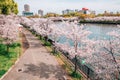 Cherry blossoms road with river at Kema Sakuranomiya Park in Osaka, Japan Royalty Free Stock Photo