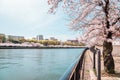 Cherry blossoms road with river at Kema Sakuranomiya Park in Osaka, Japan Royalty Free Stock Photo