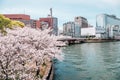 Cherry blossoms road with river at Kema Sakuranomiya Park in Osaka, Japan Royalty Free Stock Photo