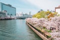 Cherry blossoms road with river at Kema Sakuranomiya Park in Osaka, Japan Royalty Free Stock Photo
