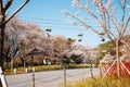 Cherry blossoms road at Seoul grand park in Gwacheon, Korea Royalty Free Stock Photo