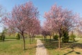 Cherry blossoms and the romantic tunnel of pink cherry flower trees blossom and a walking path in spring season in park Royalty Free Stock Photo