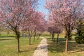 Cherry blossoms and the romantic tunnel of pink cherry flower trees blossom and a walking path in spring season in park Royalty Free Stock Photo