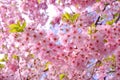 Cherry blossoms Royalty Free Stock Photo