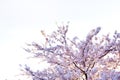 Cherry blossoms sakura branches on white isolated sky background, flowers full bloom in spring season in Japan, beautiful nature s Royalty Free Stock Photo