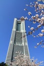 Cherry blossoms at Sakura dori avenue in Yokohama