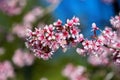 Cherry blossoms sakura full bloom in spring Royalty Free Stock Photo