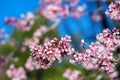 Cherry blossoms sakura full bloom in spring Royalty Free Stock Photo