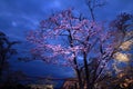 Cherry blossoms in Sakura no sato night scene