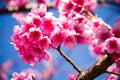 Cherry blossoms Sakura pink flower with blue sky in ChiangMai, T Royalty Free Stock Photo