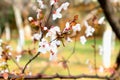 Cherry blossoms-sakura