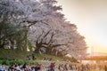 Cherry blossoms at sunset Royalty Free Stock Photo