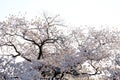 Cherry blossoms sakura tree branches on white isolated sky background, sakura flower turn full blooming against white sky in pink Royalty Free Stock Photo