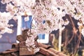 Cherry blossoms in seoul south korea Royalty Free Stock Photo