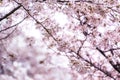 Cherry blossoms in seoul south korea Royalty Free Stock Photo