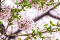 Cherry blossoms in seoul south korea Royalty Free Stock Photo