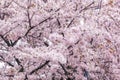 Cherry blossoms in seoul south korea Royalty Free Stock Photo