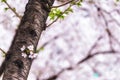 Cherry blossoms in seoul south korea Royalty Free Stock Photo