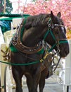 Horse and carriage Royalty Free Stock Photo