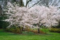 Cherry blossoms at Sherwood Gardens Park, in Baltimore, Maryland