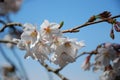 Cherry blossoms at Shinjuku Gyoen National Garden