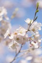 Cherry blossoms,in Showa Kinen Park,Tokyo,Japan