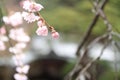 Cherry blossoms in Shuzenji temple