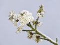 Cherry blossoms with snow