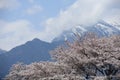 Cherry Blossoms and Snowcapped Mountain Royalty Free Stock Photo