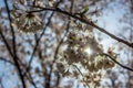 Cherry-blossoms,SOMEIYOSHINO in KANAGAWA JAPAN