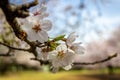 Cherry-blossoms,SOMEIYOSHINO in KANAGAWA JAPAN Royalty Free Stock Photo