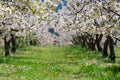 Cherry blossoms in Spain Royalty Free Stock Photo