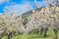 Cherry blossoms in Spain Royalty Free Stock Photo