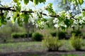 Beautiful branch of a blossoming cherry in the garden Royalty Free Stock Photo