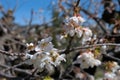 Cherry blossoms in spring Royalty Free Stock Photo