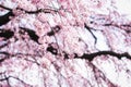 Cherry blossoms in spring Royalty Free Stock Photo