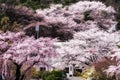 Cherry blossoms in spring Royalty Free Stock Photo