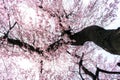 Cherry blossoms in spring Royalty Free Stock Photo