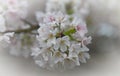 Cherry blossoms in the spring Royalty Free Stock Photo