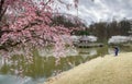 Cherry Blossoms Spring Event Virginia