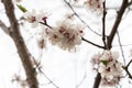 Cherry blossoms, cherry blossoms, spring and first lea Royalty Free Stock Photo