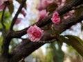 Cherry blossoms, spring flower garden, Japanese sakura