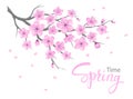 Cherry blossoms spring flowers branch isolated Royalty Free Stock Photo