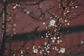 Cherry blossoms, spring garden, beautiful aromatic flowering of trees on a red background Royalty Free Stock Photo