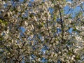 Cherry blossoms in the spring garden in May Royalty Free Stock Photo