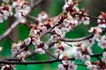 Cherry blossoms in the spring garden.Nature comes alive. Royalty Free Stock Photo
